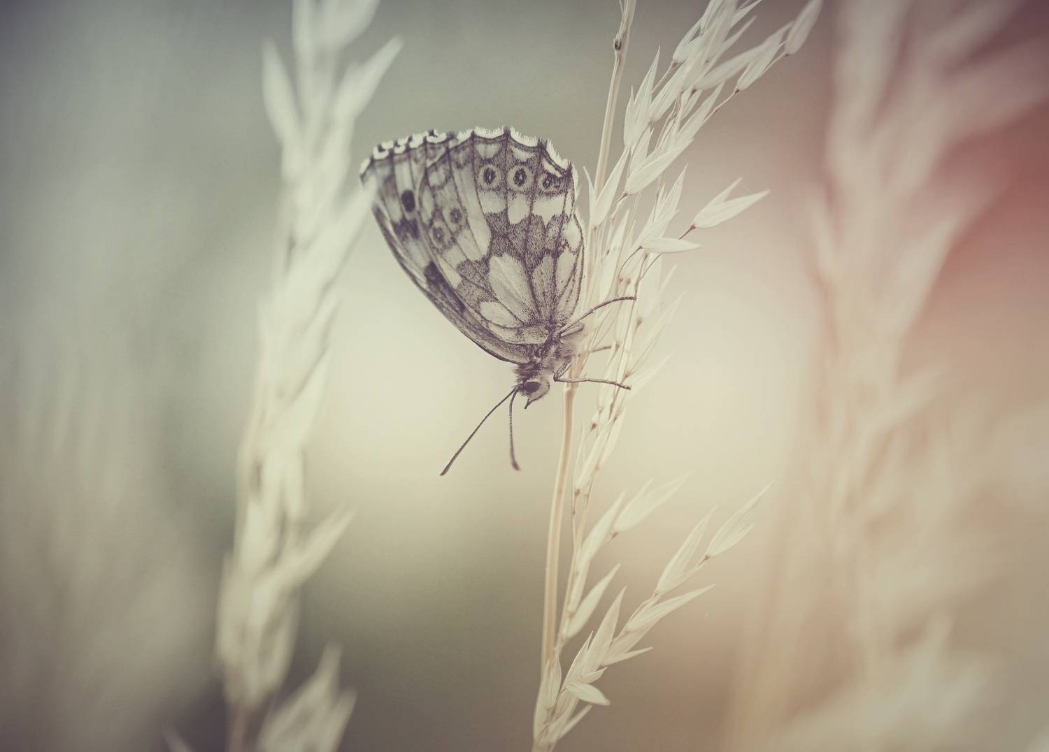 , Герчев Николай