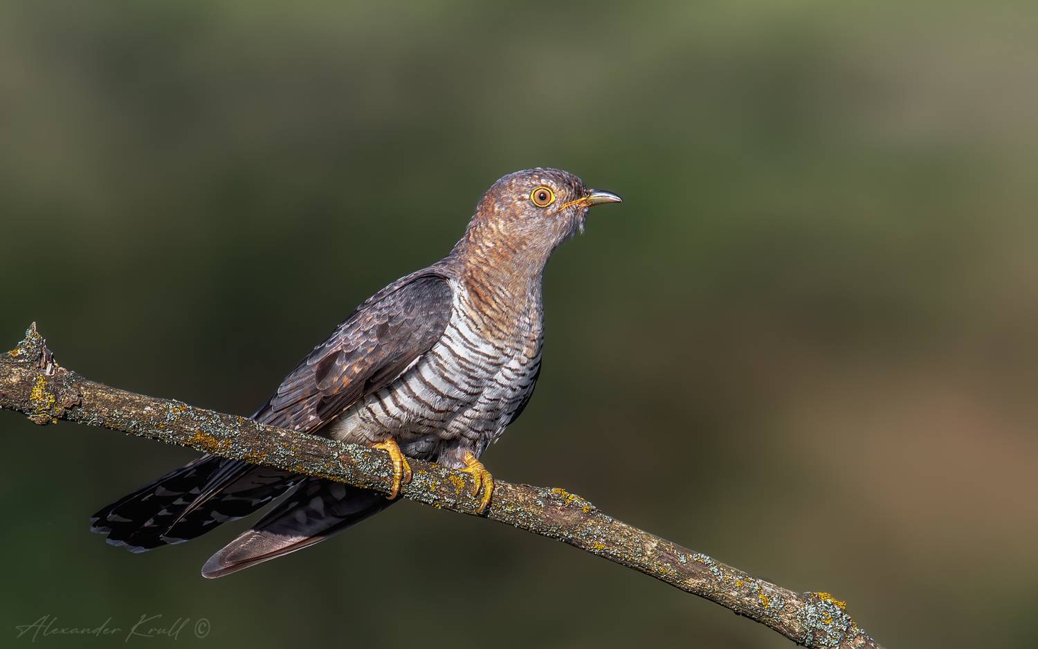 кукушка, обыкновенная кукушка, cuculus canorus, Круль Александр
