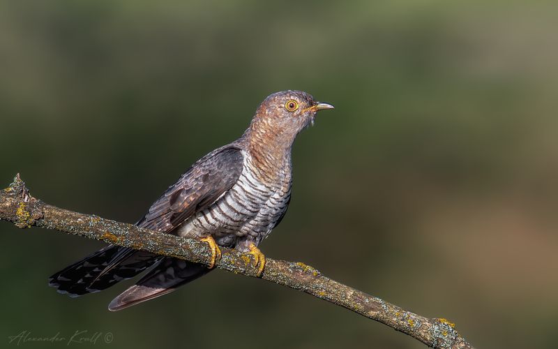 кукушка, обыкновенная кукушка, cuculus canorus Матросик фото превью