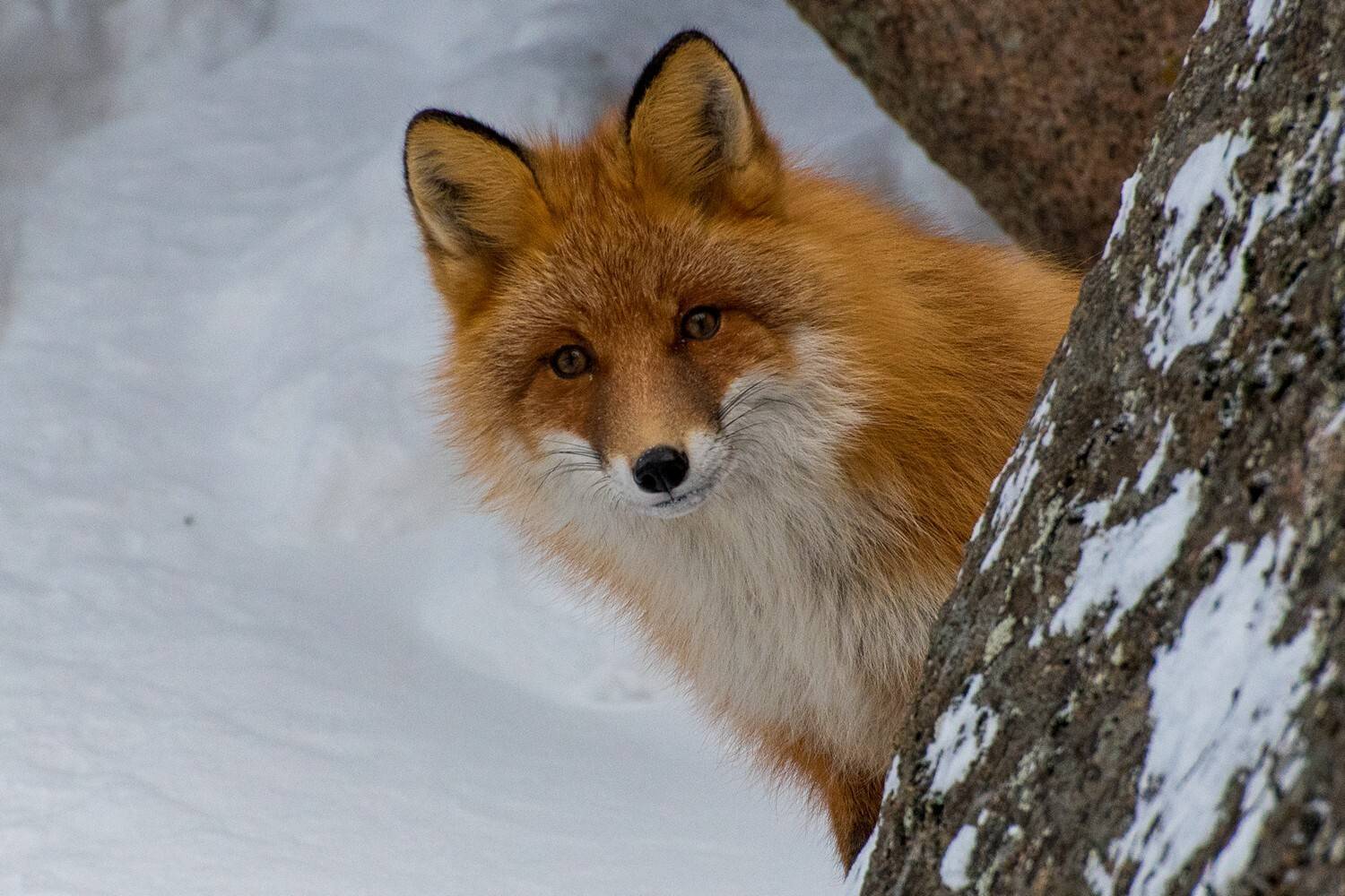 лиса, заповедник, зима,  камень, скала, прятки, Мальцев Юрий