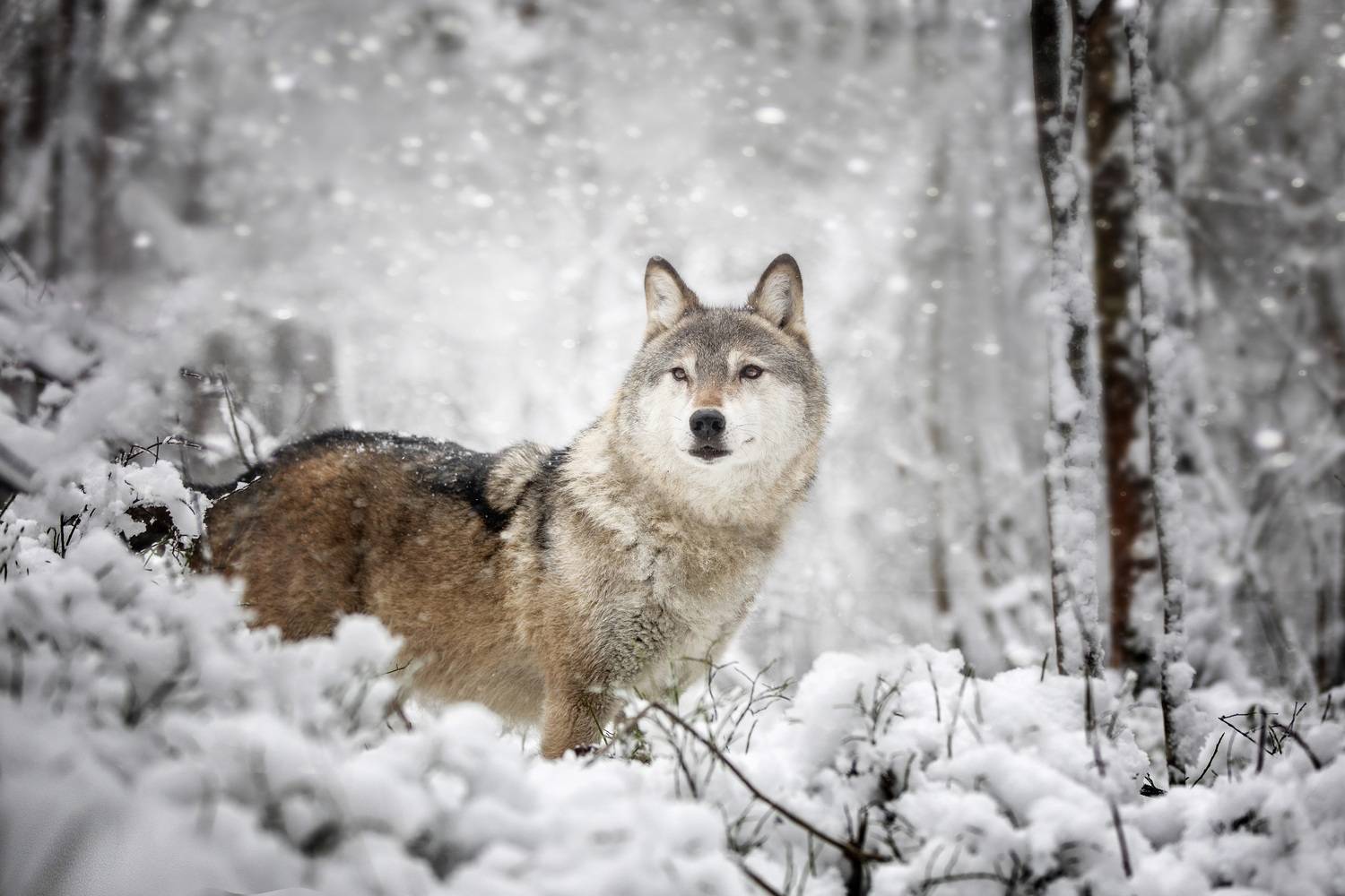 , Андрей Ершов