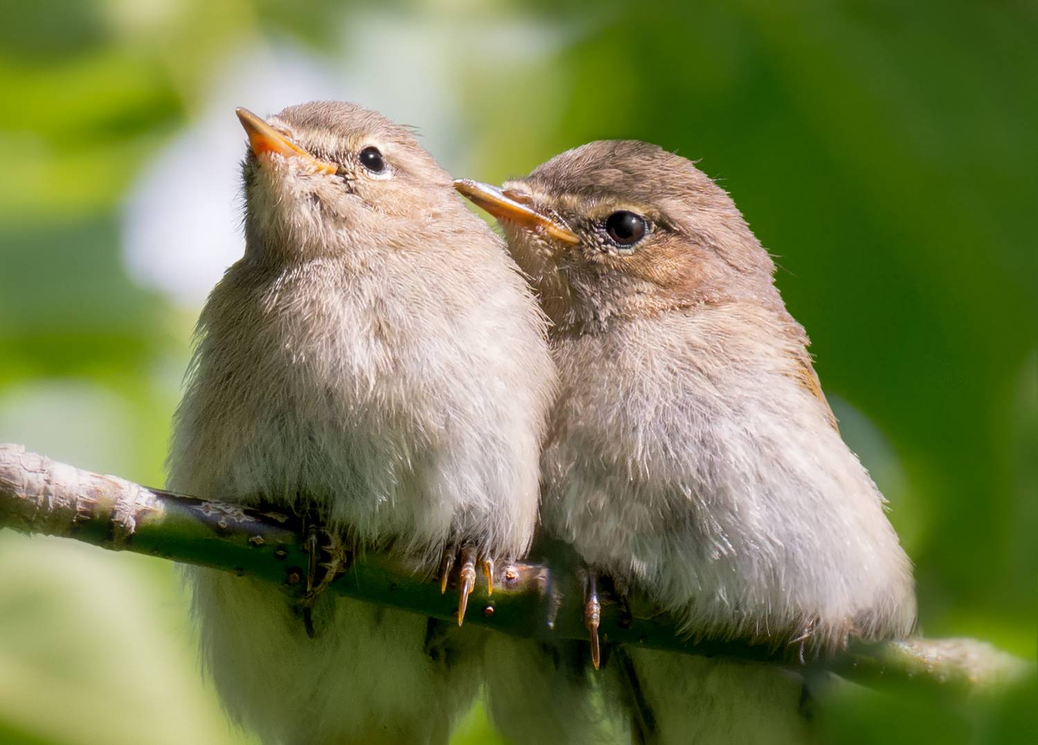 птица, пеночка, птенец,, Мочалова Марина