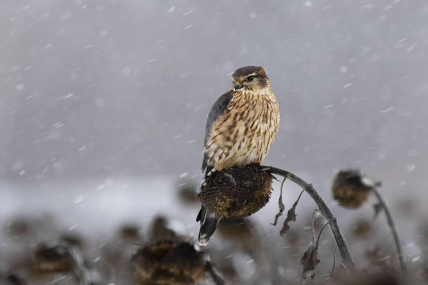 природа, Валерий Черняк