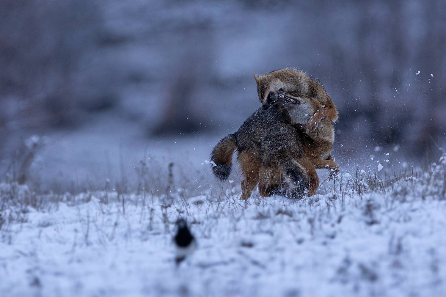 Чакал/ Canis aureus Canis aureus, Petar Bogdanov