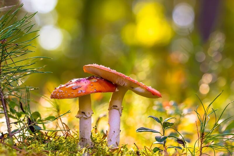 .... фото превью