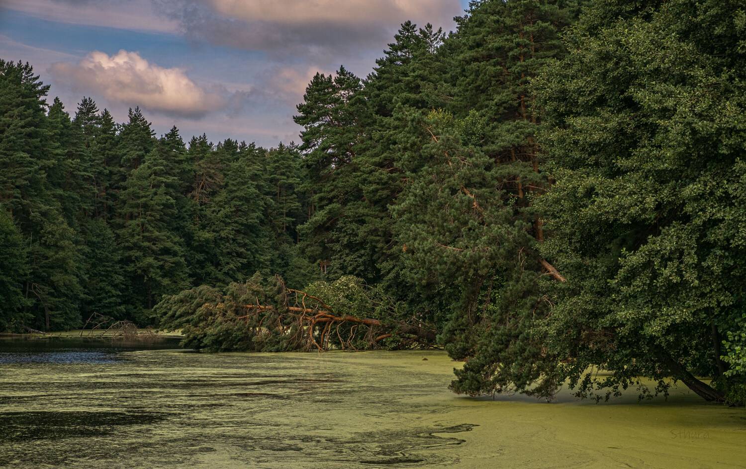лето озеро лес природа облака пейзаж, Александр Строков