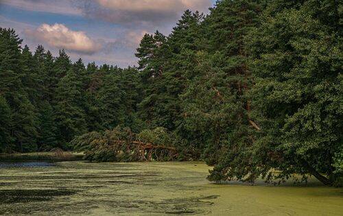 Сосна упала.