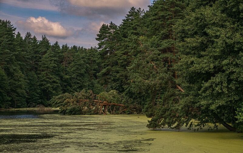 лето озеро лес природа облака пейзаж Сосна упала. фото превью