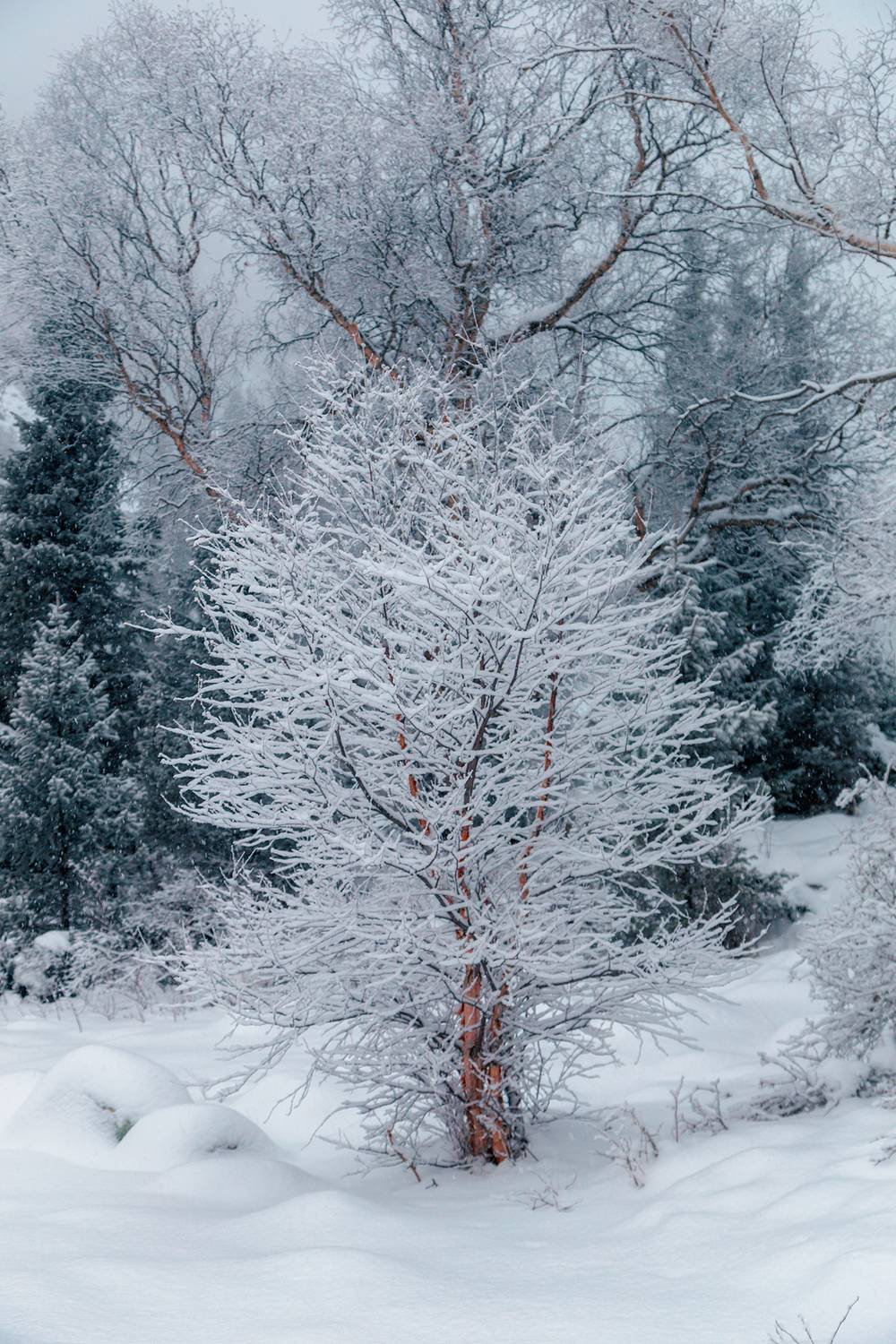 кыргызстан, ала-арча, Элина Магалимова