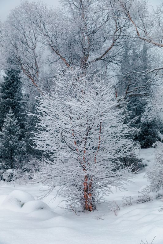 кыргызстан, ала-арча Фантазии зимы фото превью