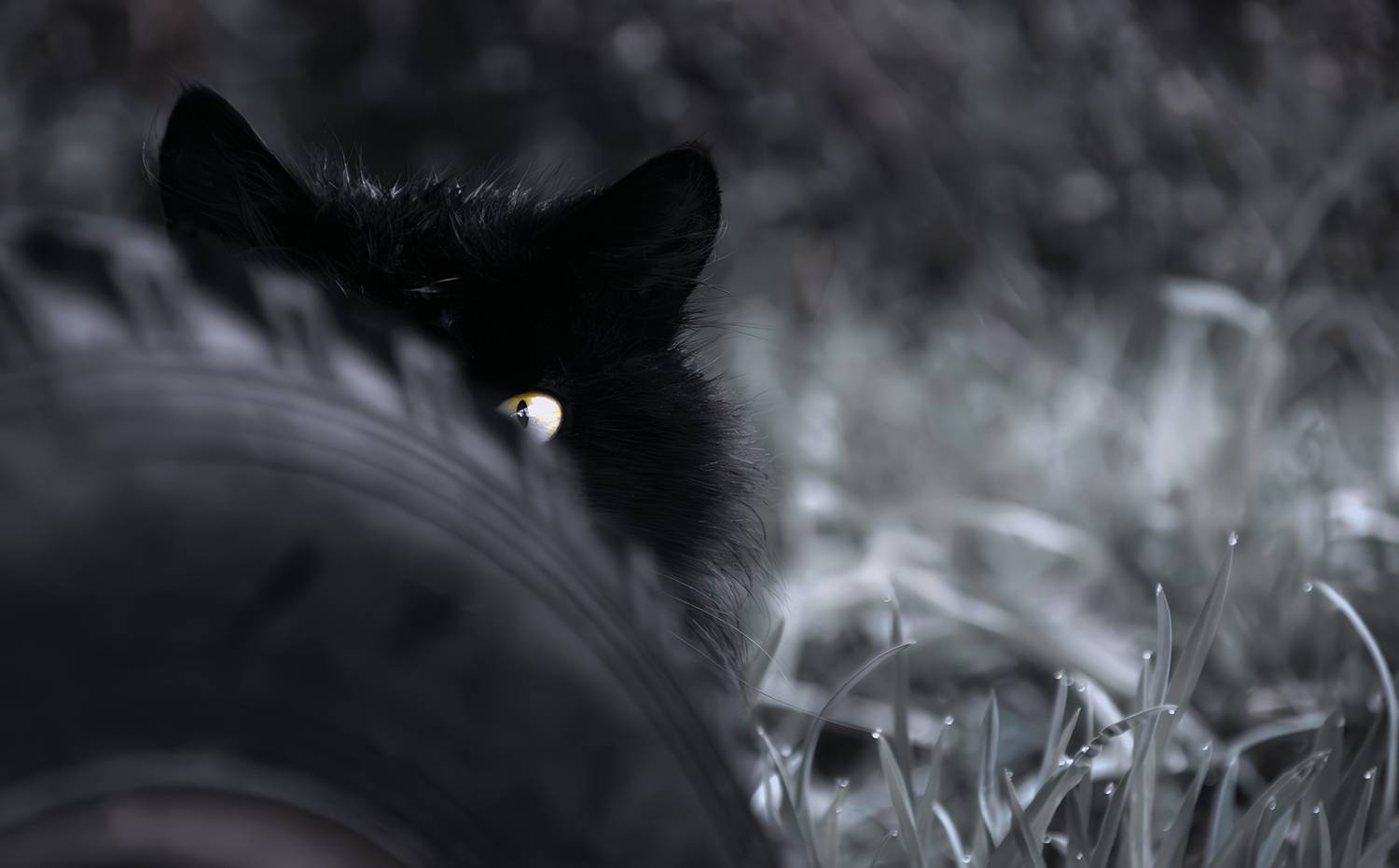 кошки,  Sixten (Сергей)