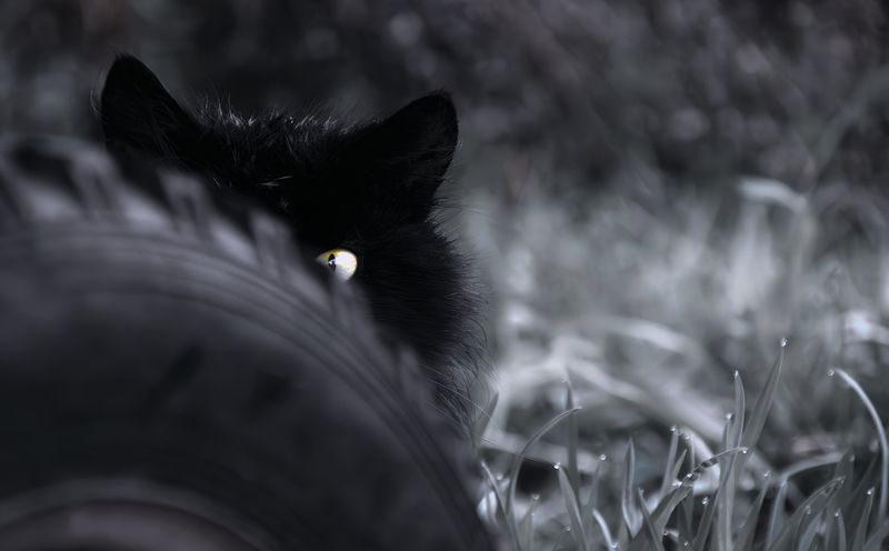 кошки Просто смотреть фото превью