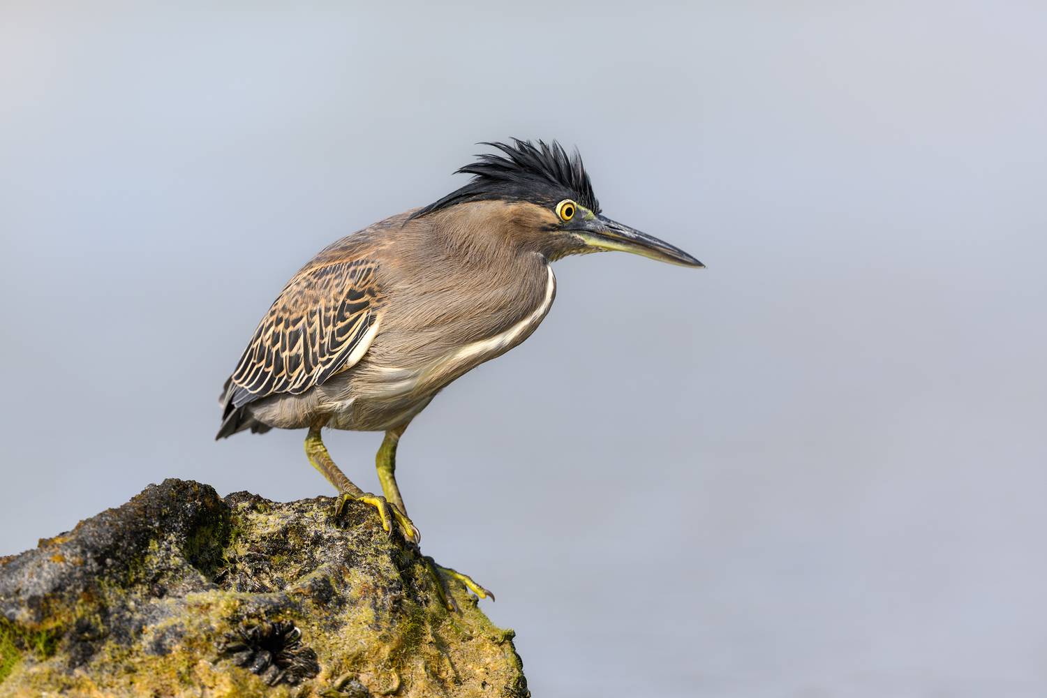 птица, фотоохота, цапля, природа, фауна, Vladimir Kulikov