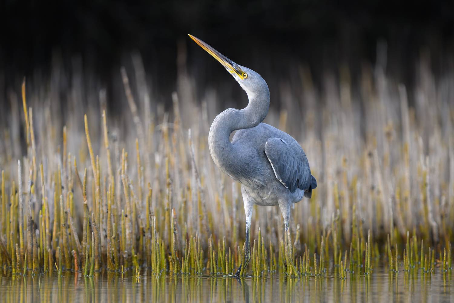 птица, фотоохота, цапля, природа, фауна, Vladimir Kulikov