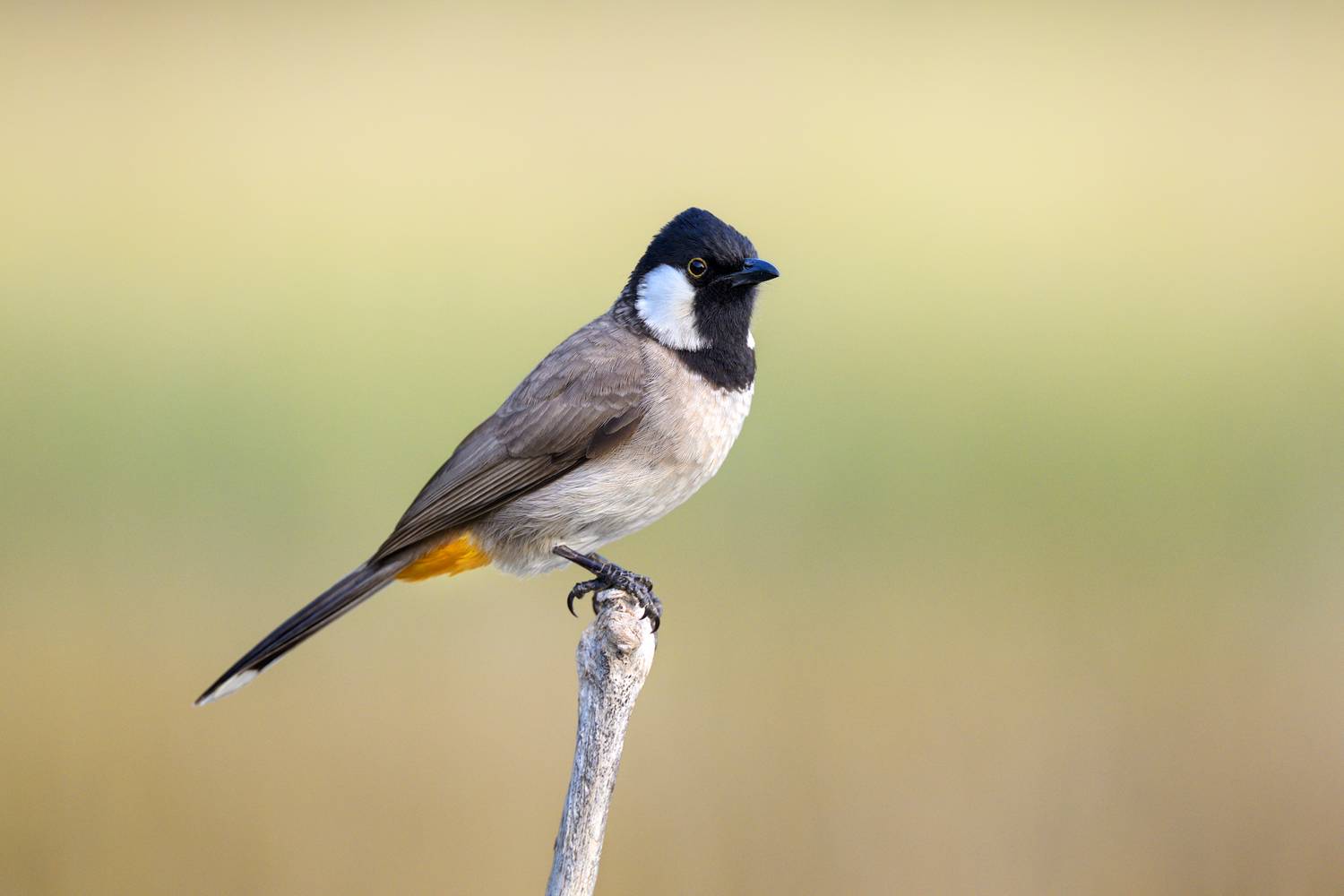 птица, фотоохота, бюльбюль, природа, фауна, Vladimir Kulikov