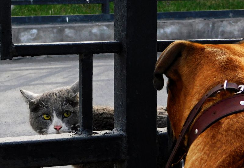 Встреча фото превью