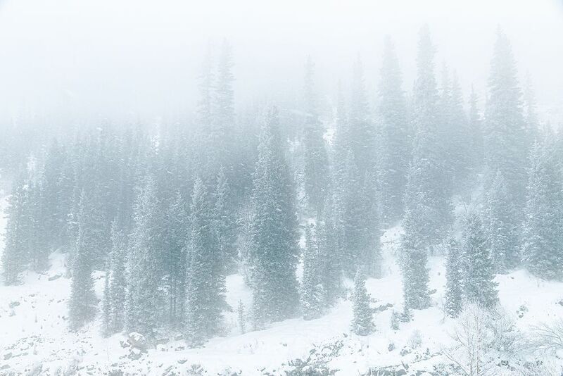 кыргызстан, ала-арча Шепот елей в белой мгле фото превью