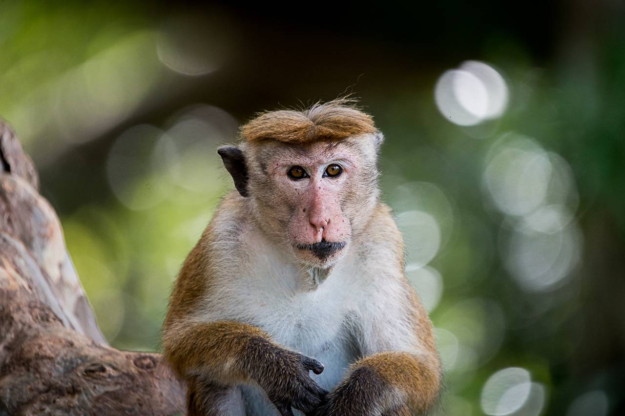 макак, обезьяна, портрет, Anton