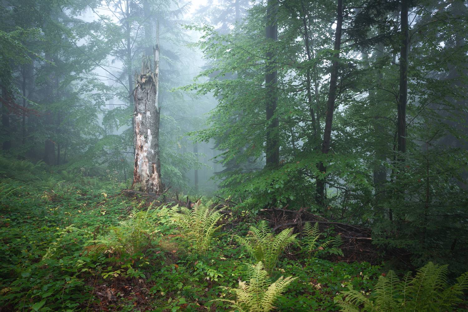 ,  Mirosław Pruchnicki
