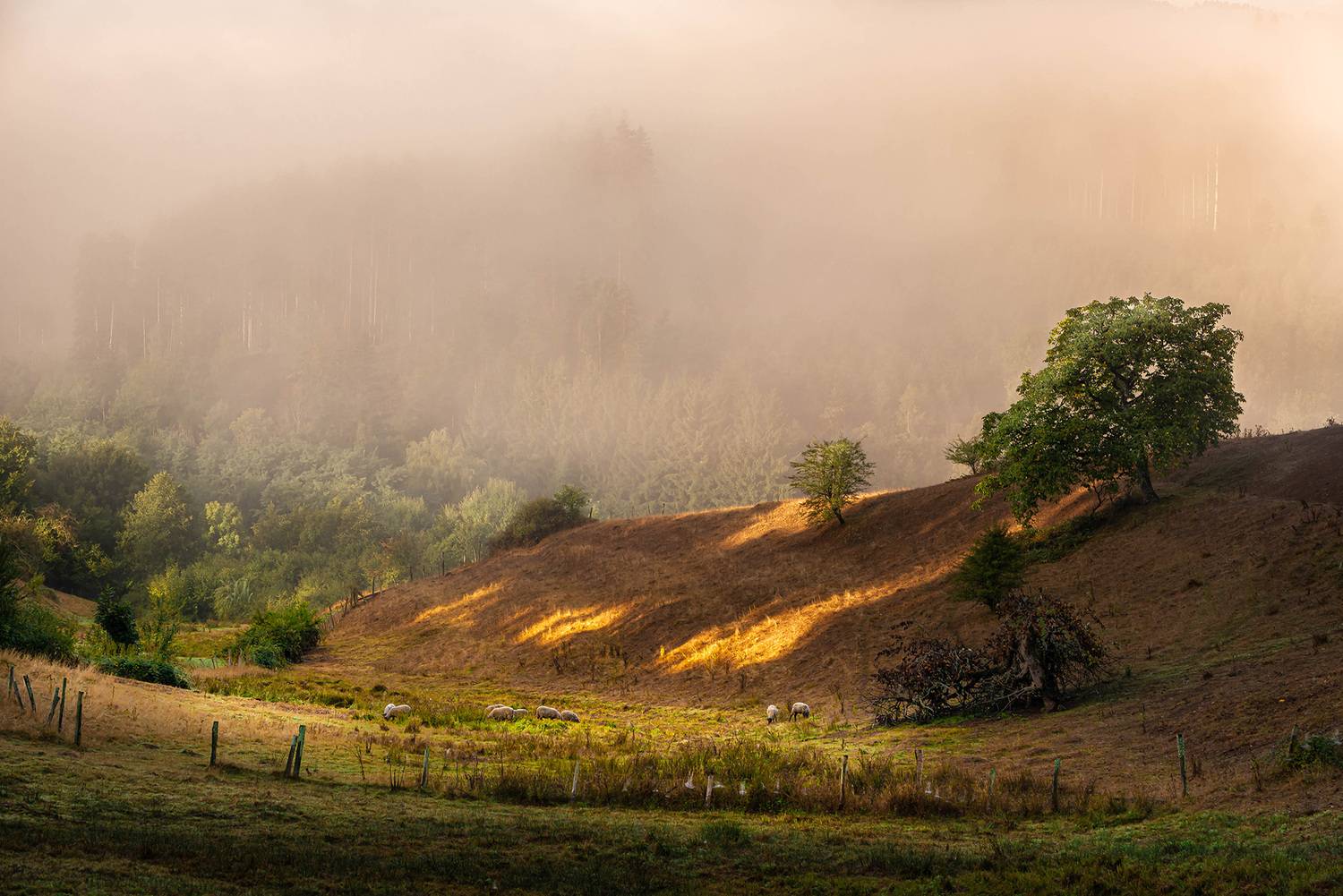 , Gasiorowski Wladyslaw