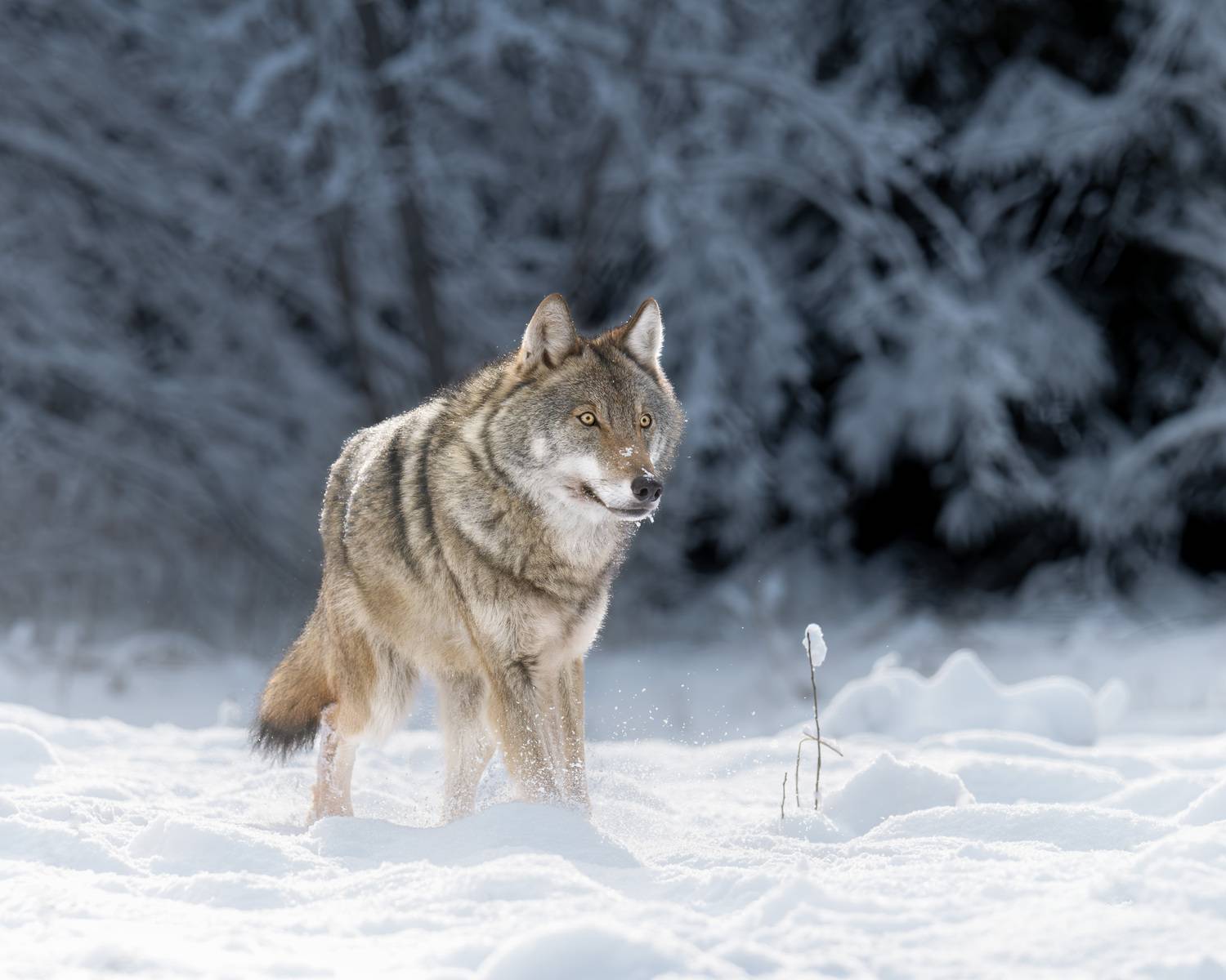 животные, волк, зима, солнце, лес, фотоохота, взгляд, wildlife, animals, nature, wolf, Михаил Ездаков