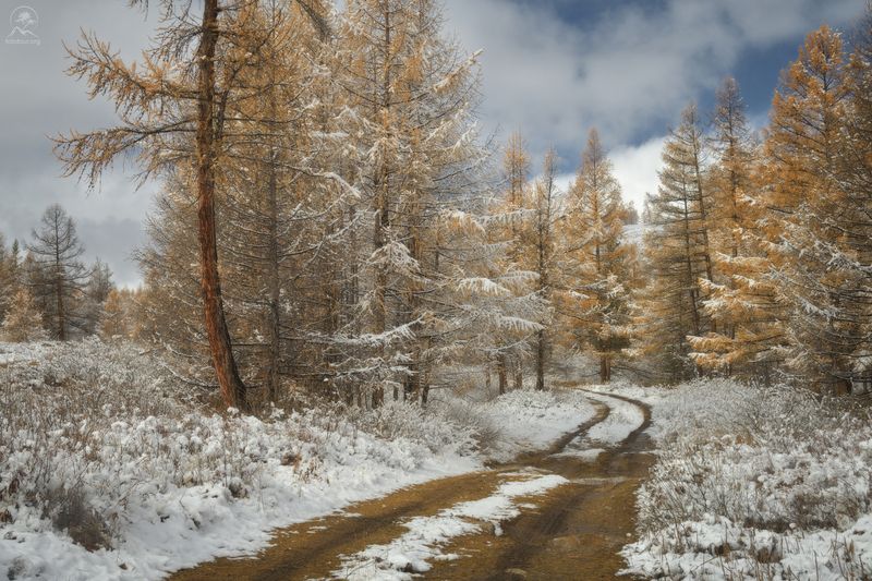 алтай, фототур по алтаю, осень, горы, горный алтай, республика алтай, курай, лиственницы По краю осени фото превью