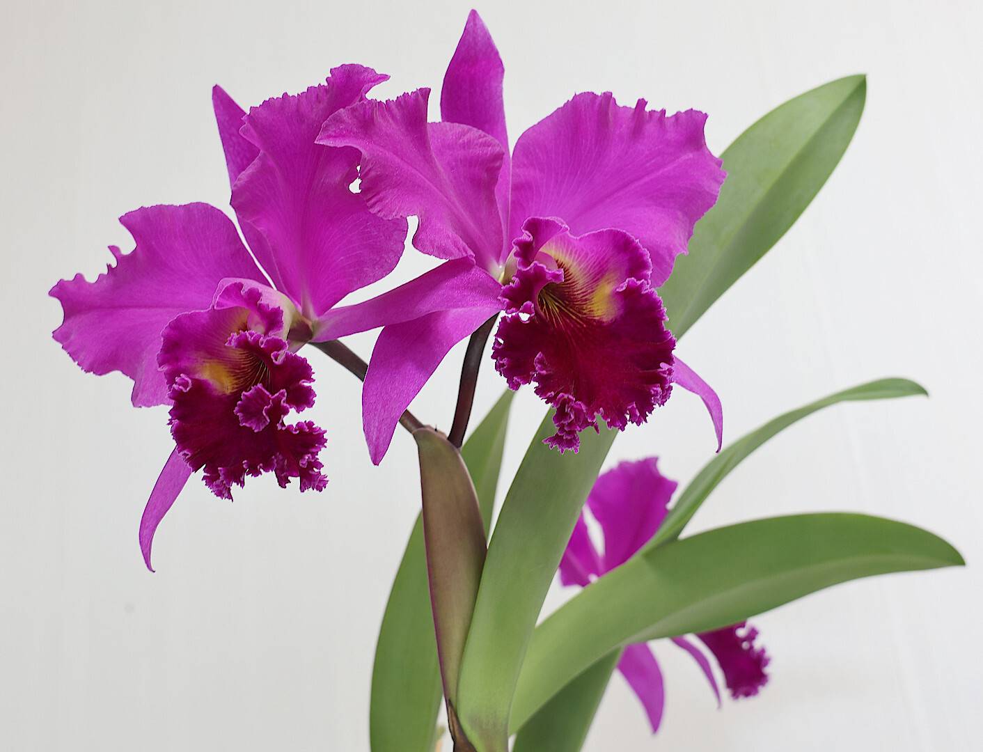 орхидея цветок каттлея, Александр Зорин