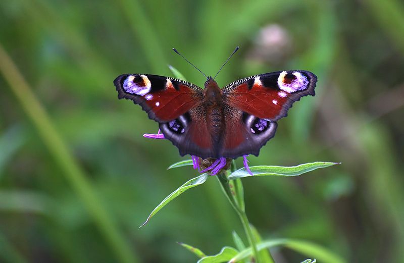 насекомые, бабочка, нимфалида, павлиний глаз, лето, июль Дневной павлиний глаз фото превью