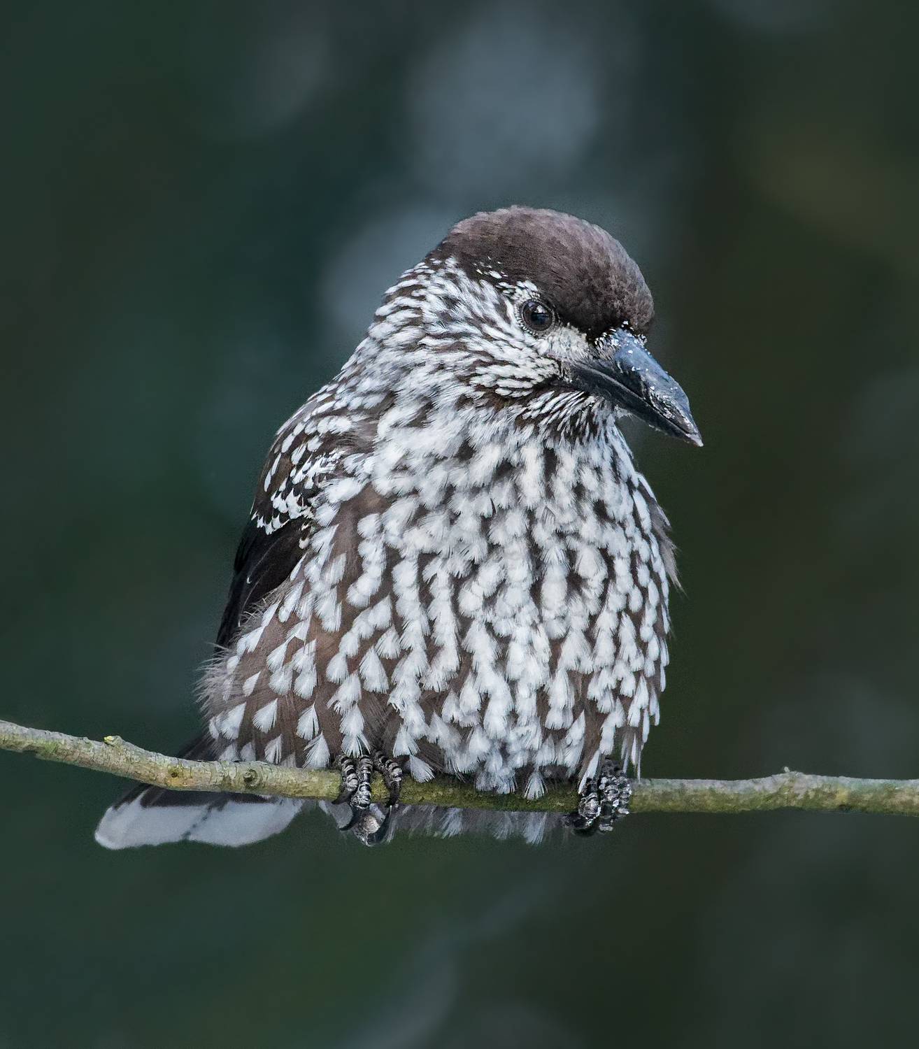 , Фото Александр