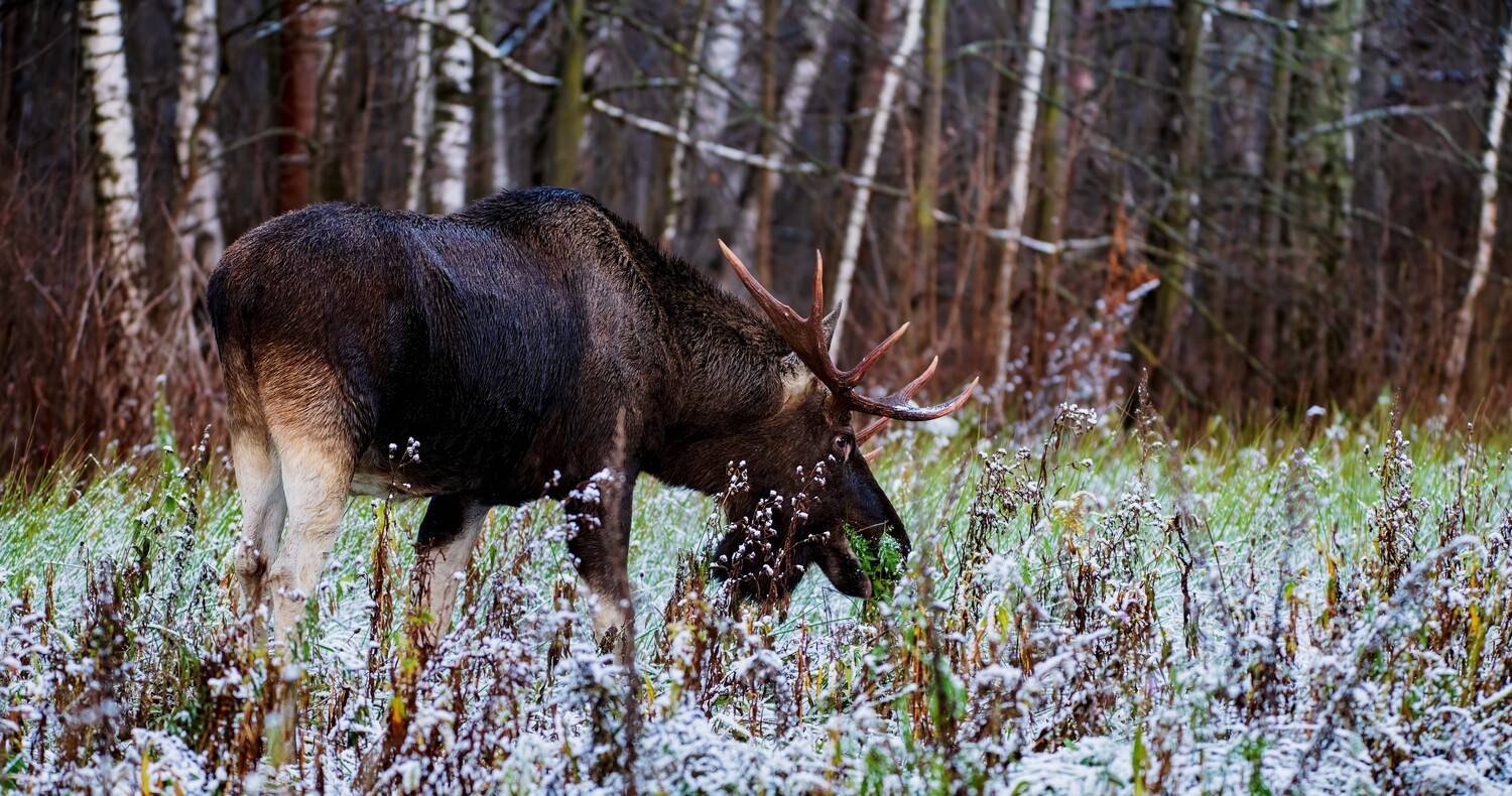 , Павел Ныриков