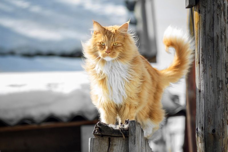 мейн-кун. Мейн-кун — король котов! фото превью