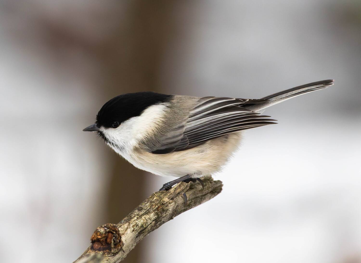 , Жуков Михаил