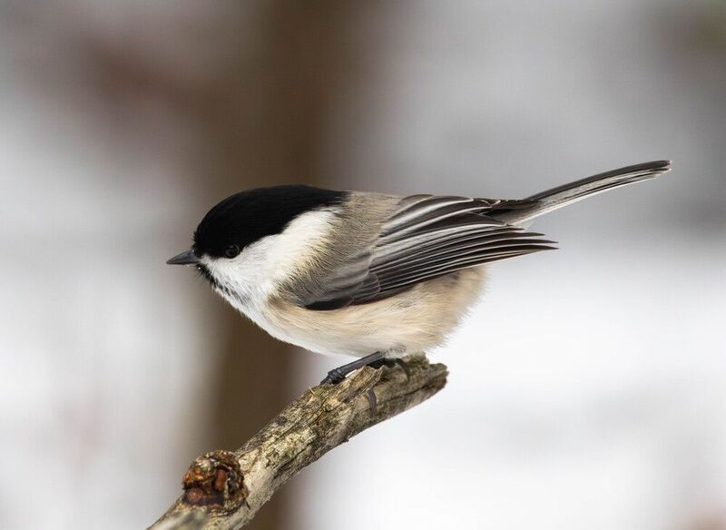 Пухляк фото превью