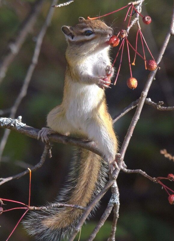 Воздушный гимнаст фото превью