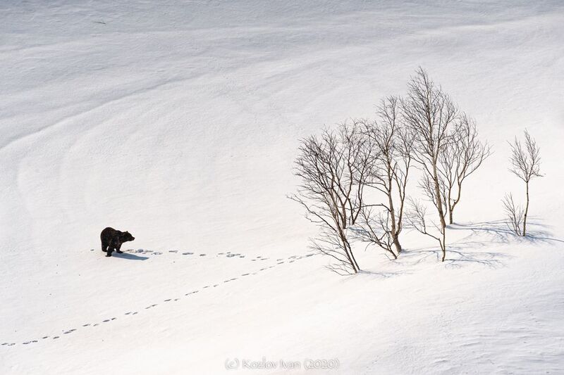 Бурый медведь просыпается от зимней спячки. Камчатка. фото превью