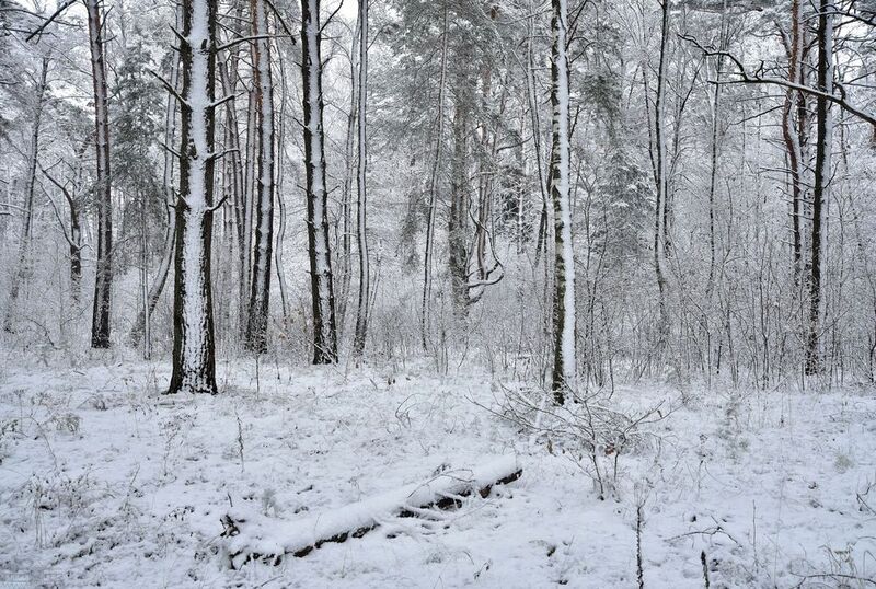 Снежный плен фото превью