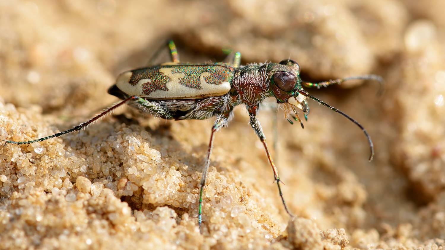 скакун песчаный, извилистый, cylindera arenaria, скакуны, cicindelinae, жук, Черенков Павел