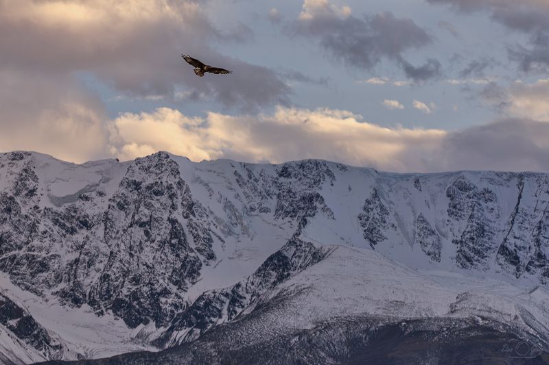 алтай, курайская степь, курайский хребет Хозяин гор фото превью
