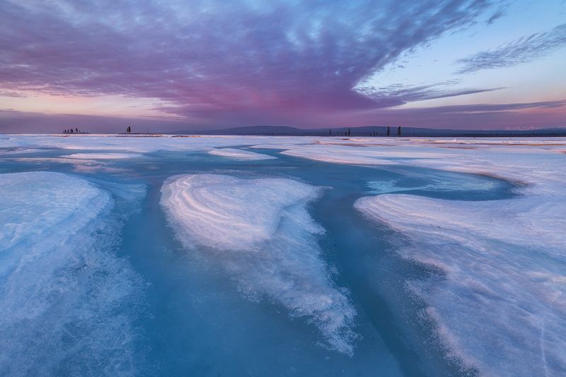 Огненная птица холодной земли. фото превью