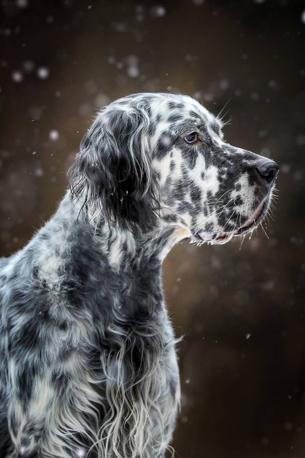 , Андрей Ершов