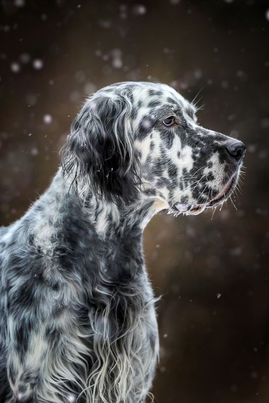 ..... фото превью