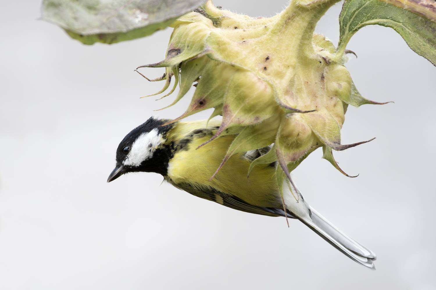 wildlife, birdwatching, nature, bird photography, птица, фотоохота, природа, синица, Полина Шальнева