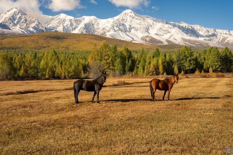 алтай Алтайские скакуны фото превью