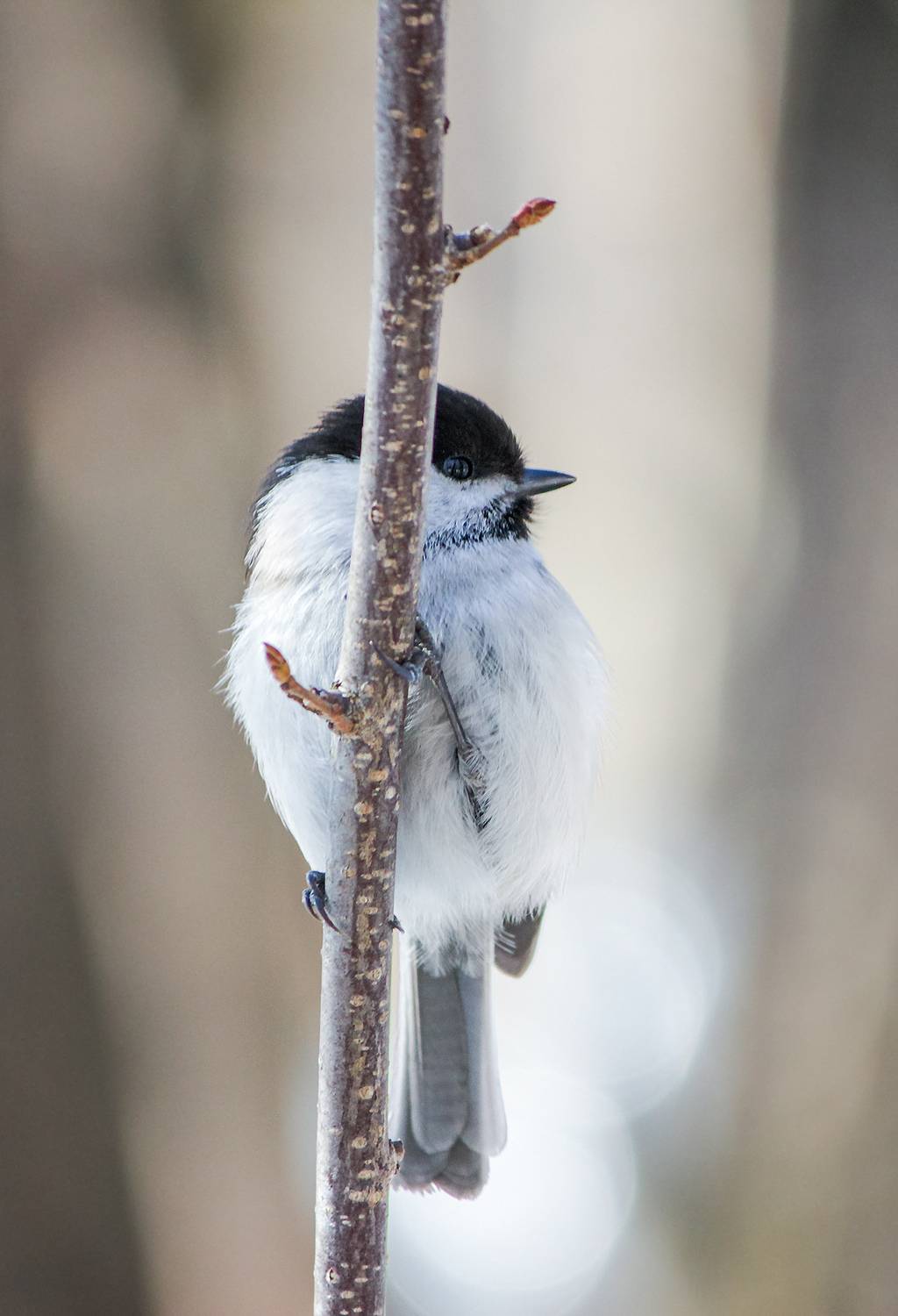 синица, буроголовая гаичка, пухляк, poecile montanus, КарОл