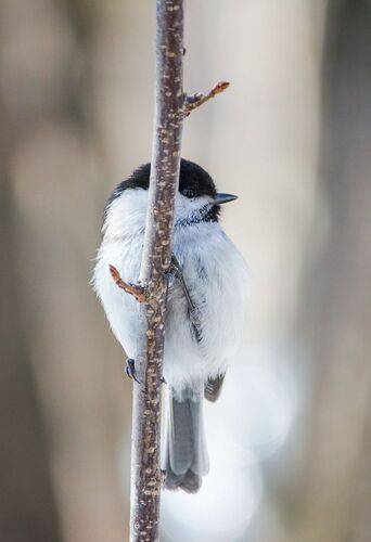 Пухляк (Poecile montanus)