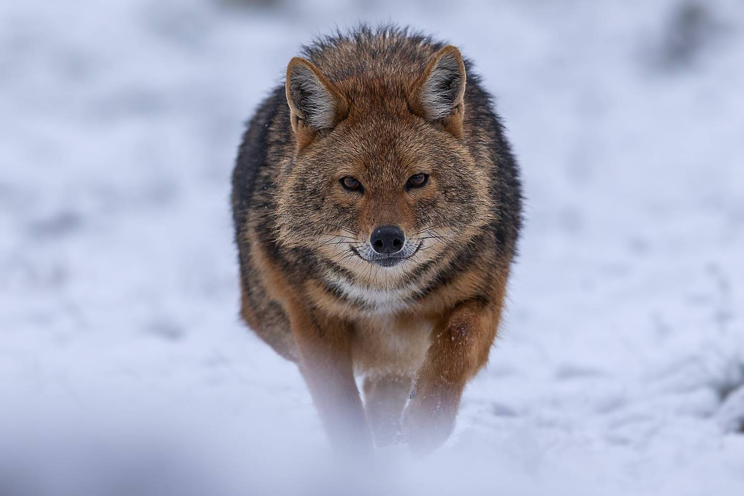 The Eyes of the Jackal , Petar Bogdanov
