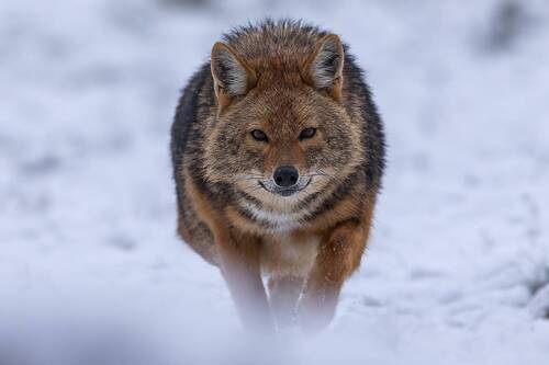 The Eyes of the Jackal