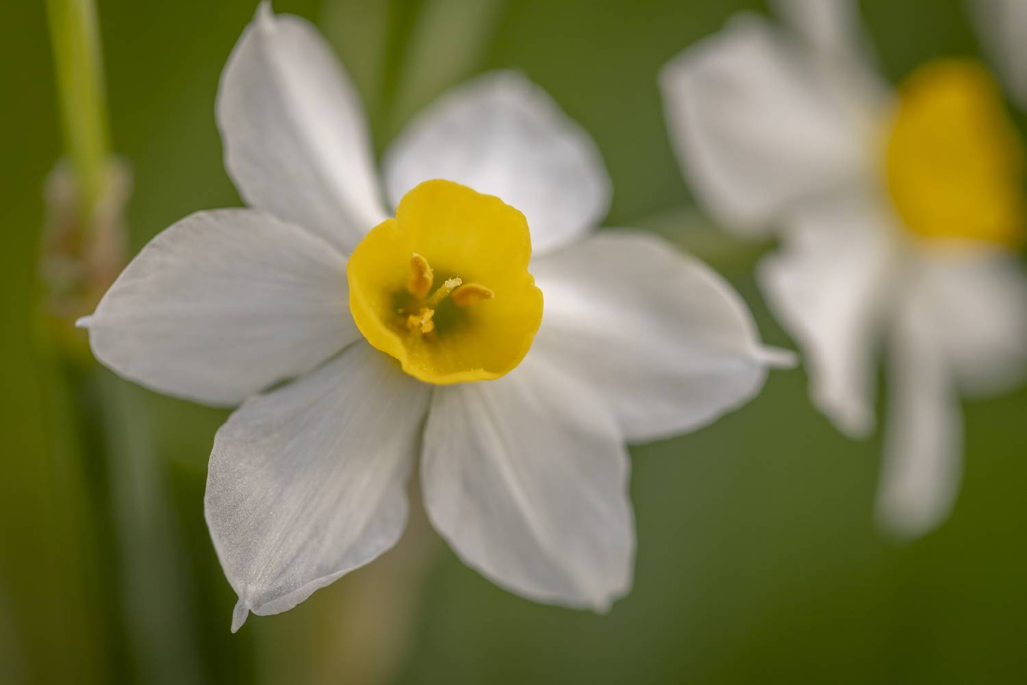 macro, flowers, plants, nature, spring, red, grass, Nikolay Tatarchuk