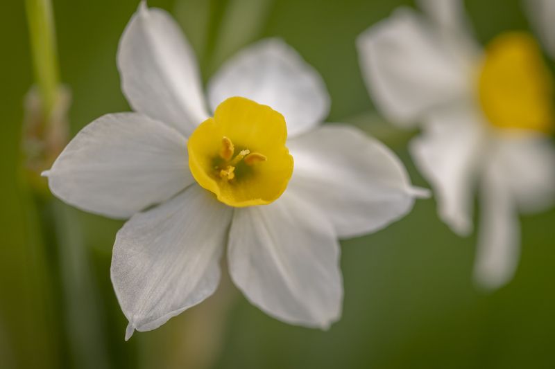 macro, flowers, plants, nature, spring, red, grass flowers фото превью