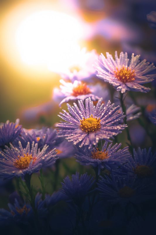 макро, macro, цветы, flower, лето, summer Астры фото превью